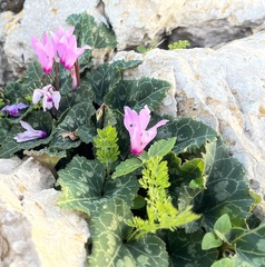 Cyclamen persicum