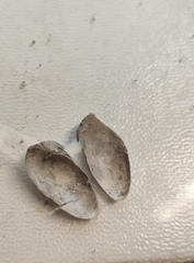 Aspidopholas yoshimurai