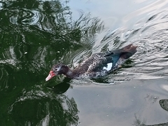 Cairina moschata domestica