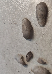 Aspidopholas yoshimurai