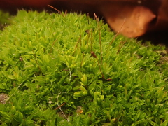 Tortula muralis muralis