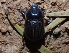 Semanopterus tricostatus