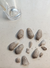 Aspidopholas yoshimurai