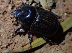 Semanopterus tricostatus