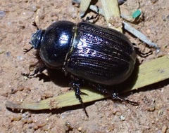 Semanopterus tricostatus