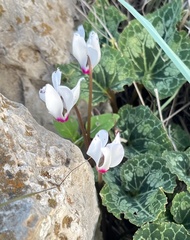 Cyclamen persicum