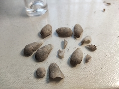 Aspidopholas yoshimurai