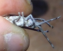 Retuspia validicornis