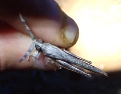 Retuspia validicornis