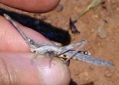 Retuspia validicornis