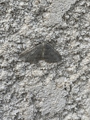 Colostygia multistrigaria