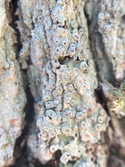 Pertusaria