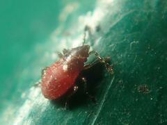 Oxycarenus lavaterae