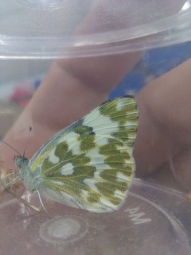 Eastern Bath White, Haidian, Beijing, China, photo 6 of 10