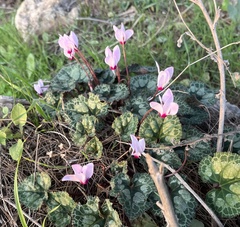 Cyclamen persicum