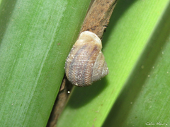 Tomigerus