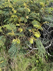 Paraserianthes