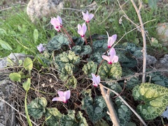 Cyclamen persicum