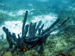 Callyspongia aculeata