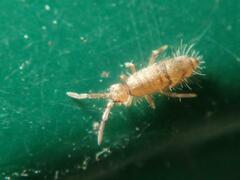 Willowsia nigromaculata