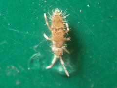 Willowsia nigromaculata