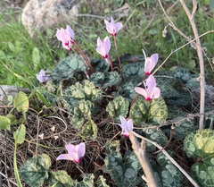 Cyclamen persicum