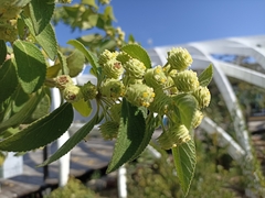 Lippia gentryi