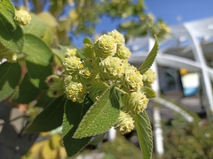 Lippia gentryi