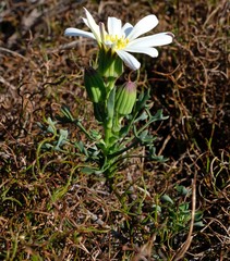 Senecio hastifolius