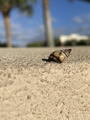 Drymaeus multilineatus