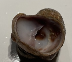 Crepidula fornicata