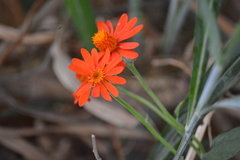 Pseudogynoxys chenopodioides
