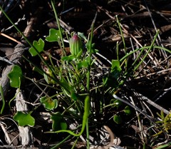Senecio hastifolius