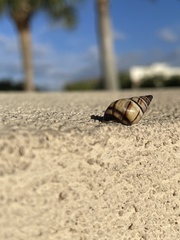 Drymaeus multilineatus