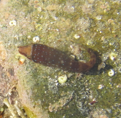 Urchin Clingfish photo 2
