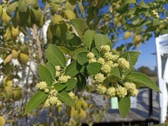 Lippia gentryi