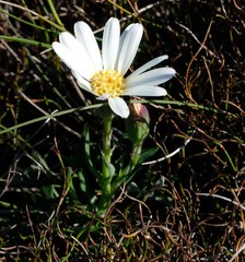 Senecio hastifolius