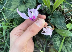 Cyclamen persicum