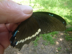 Papilio nireus
