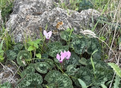 Cyclamen persicum