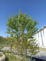 Lippia gentryi