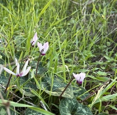 Cyclamen persicum