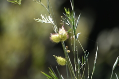 Gomphocarpus fruticosus fruticosus