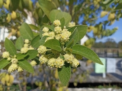 Lippia gentryi
