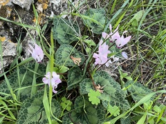 Cyclamen persicum