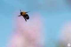 Xylocopa appendiculata