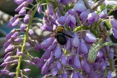 Xylocopa appendiculata