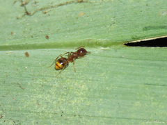 Dolichoderus diversus