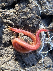 Strigamia bothriopus