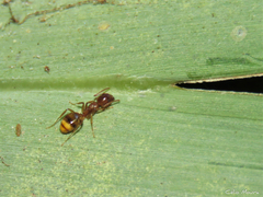 Dolichoderus diversus